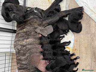 Cane Corso dogs Cane corso puppies - Advert 9