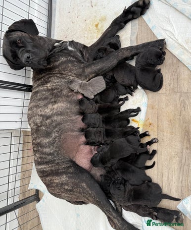 Cane Corso dogs - Advert 2