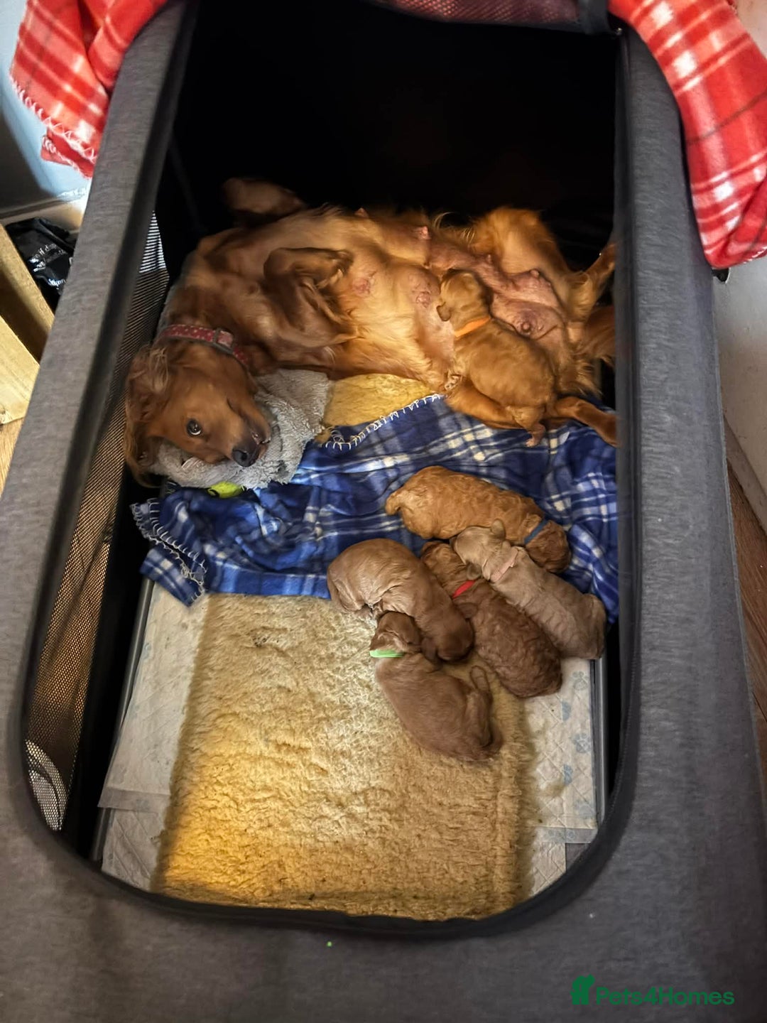 Cockapoo dogs for sale: ***BEAUTIFUL F1B COCKAPOOS*** - Advert 3