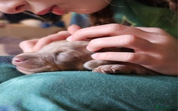 Dachshund dogs for sale: Isabella Dapple Dachshund Puppies - Advert 23