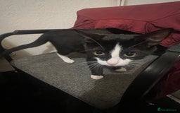 Domestic Shorthair cats for sale: Meet Zora  - Image 2