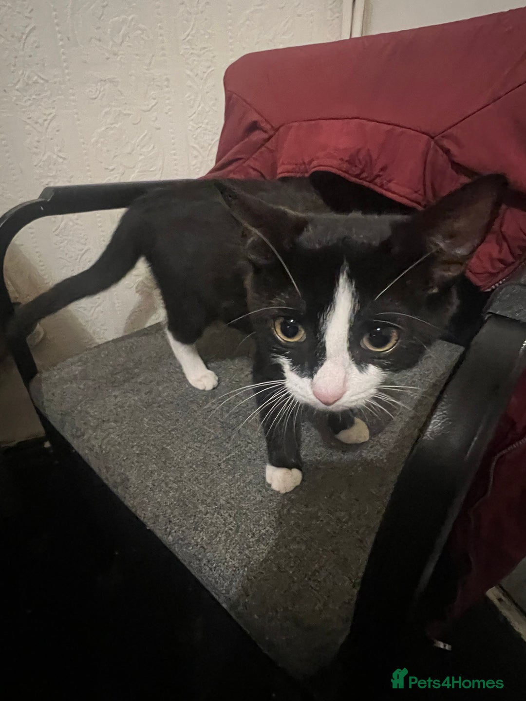 Domestic Shorthair cats for sale: Meet Zora  - Image 2