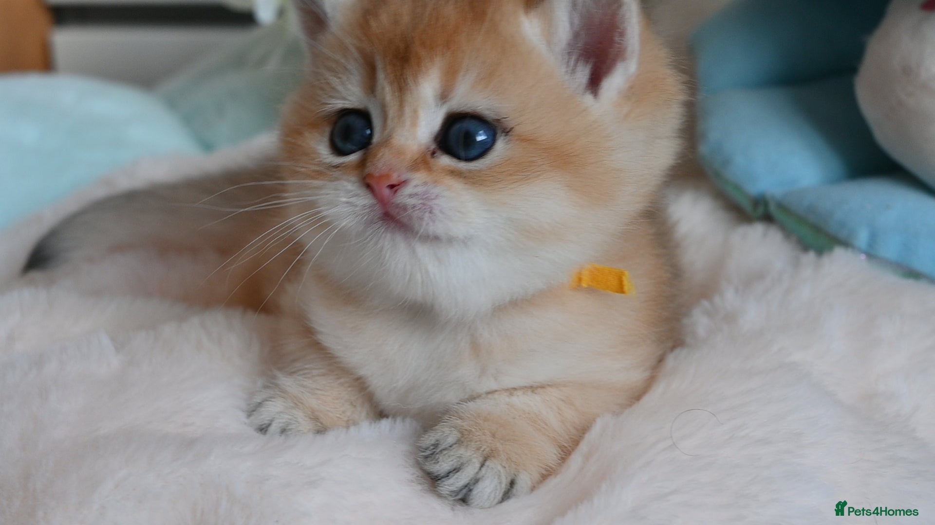 British Shorthair cats Exception quality,Champion bloodlines GCCF/TICA  - Advert 10