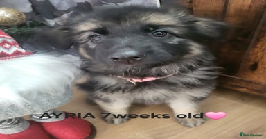 German Shepherd dogs German shepard puppies for sale - Advert 1