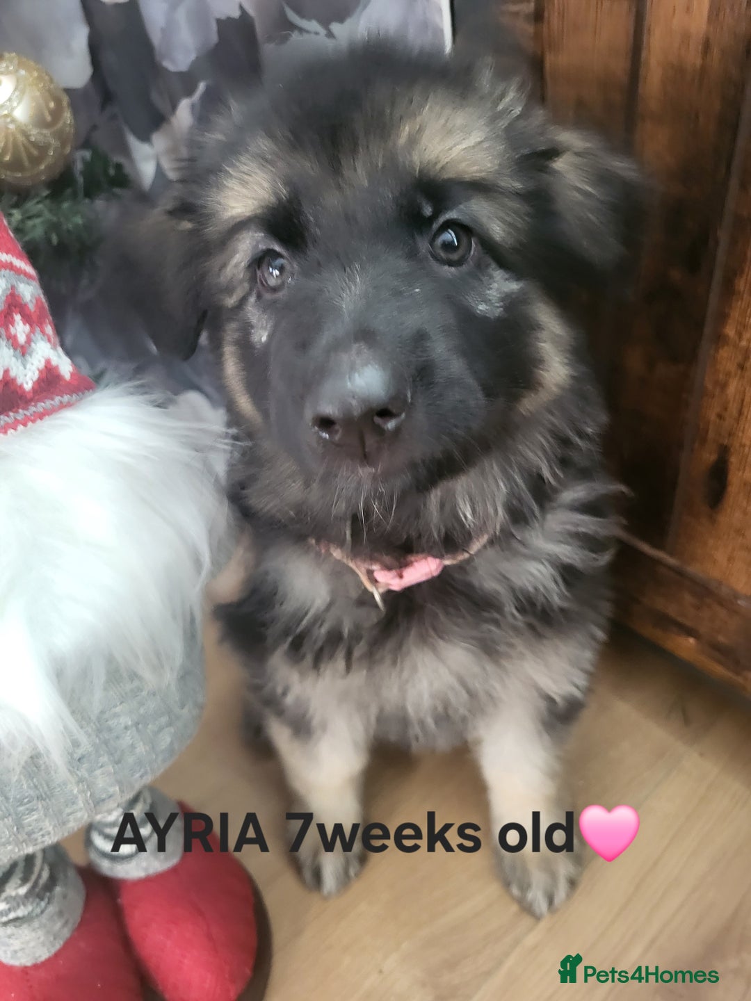 German Shepherd dogs for sale: German shepard puppies for sale - Advert 4