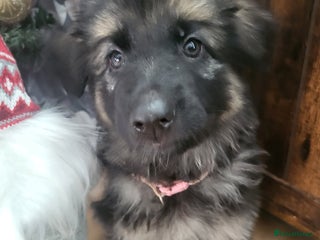 German Shepherd dogs German shepard puppies for sale - Advert 1