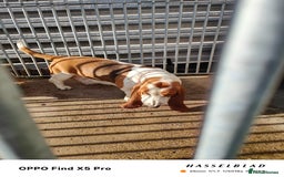 Basset Hound dogs for sale: 🐾 Two Beautiful Female Basset Hounds🐾 - Image 4