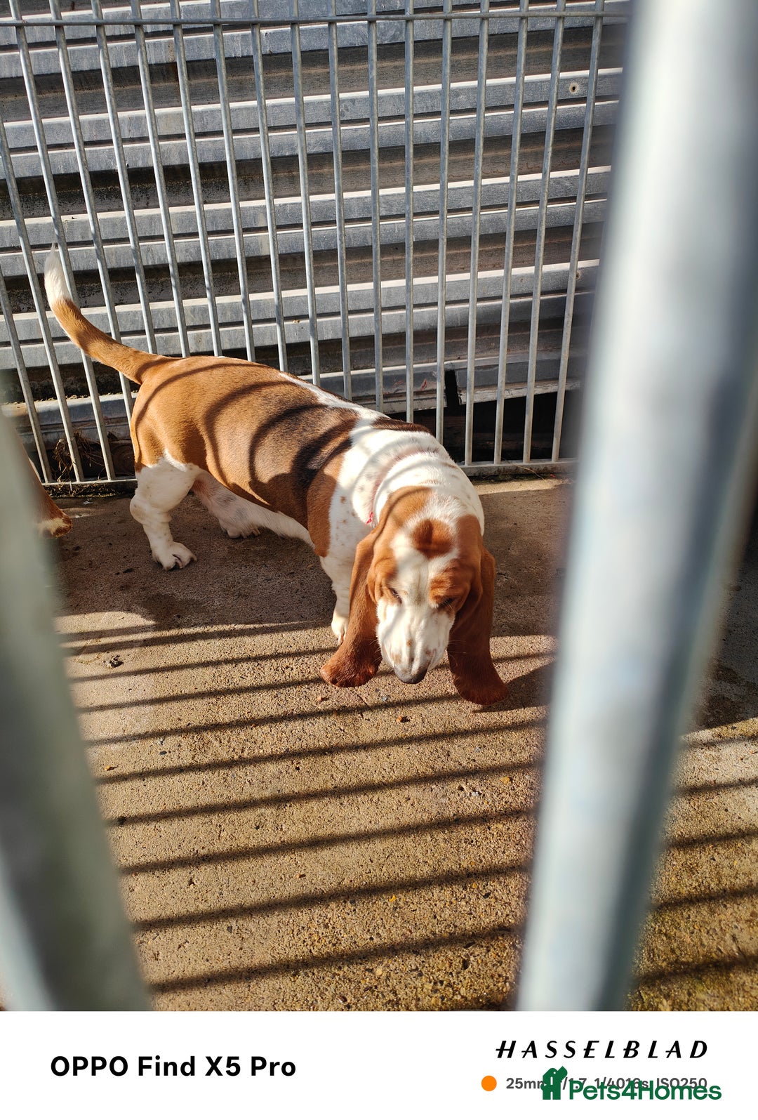 Basset Hound dogs for sale: 🐾 Two Beautiful Female Basset Hounds🐾 - Image 4