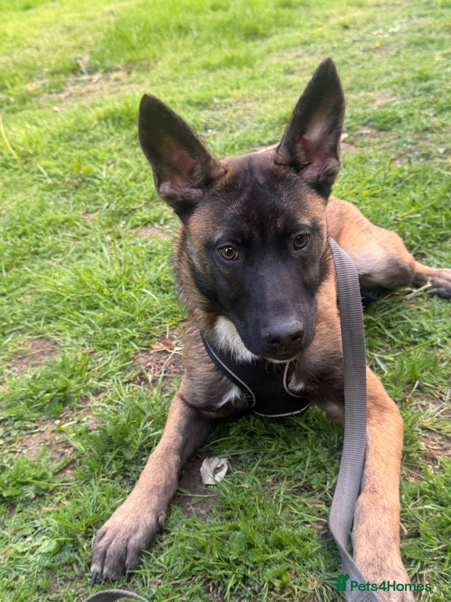 Belgian Shepherd Dog dogs Female Belgian Shepherd Puppy for sale - Advert 5
