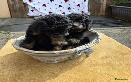 Cavapoo dogs for sale: Cavapoo puppies NEED HOME  - Image 15