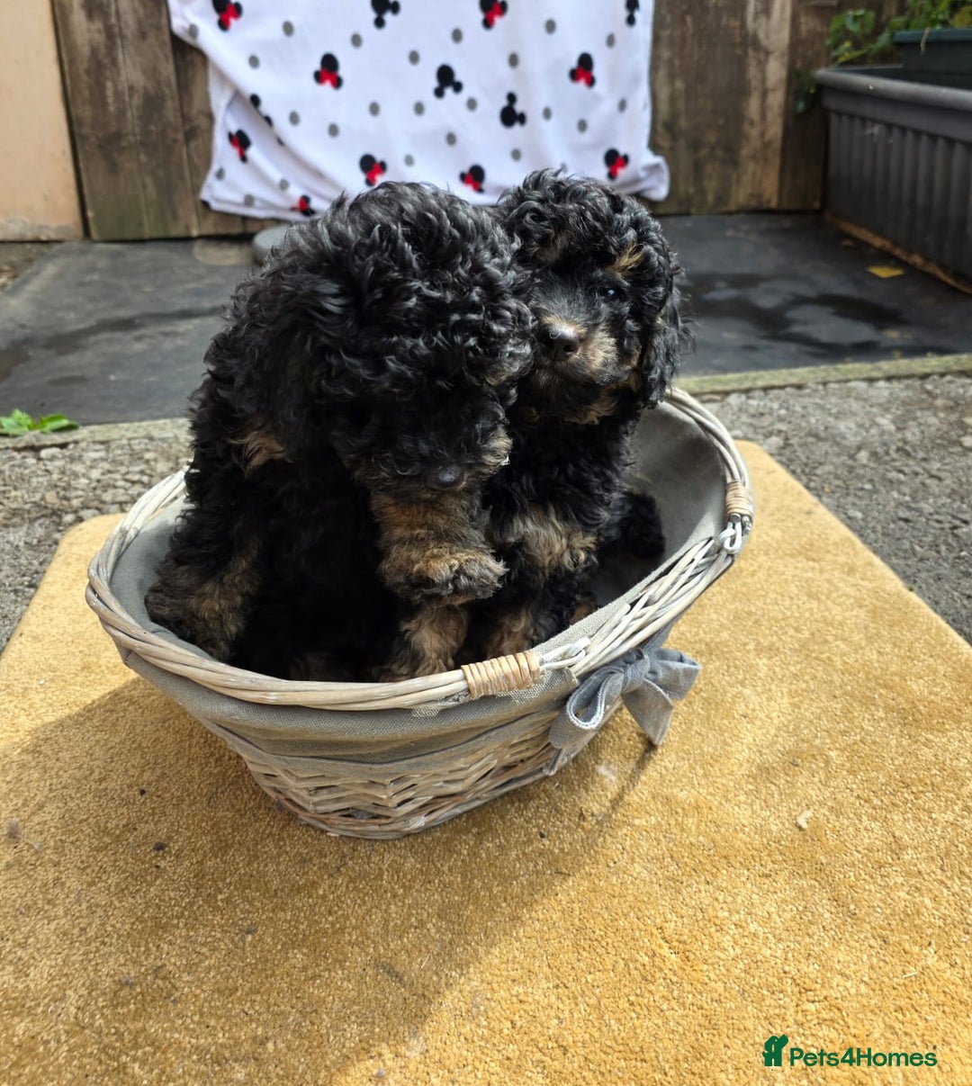 Cavapoo dogs for sale: Cavapoo puppies NEED HOME  - Image 15
