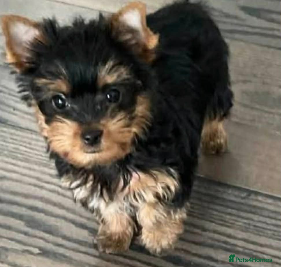 Mixed Breed dogs Mini Yorkshire  - Advert 1