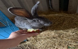 British Giant rabbits for sale: Giant rabbits  - Image 4