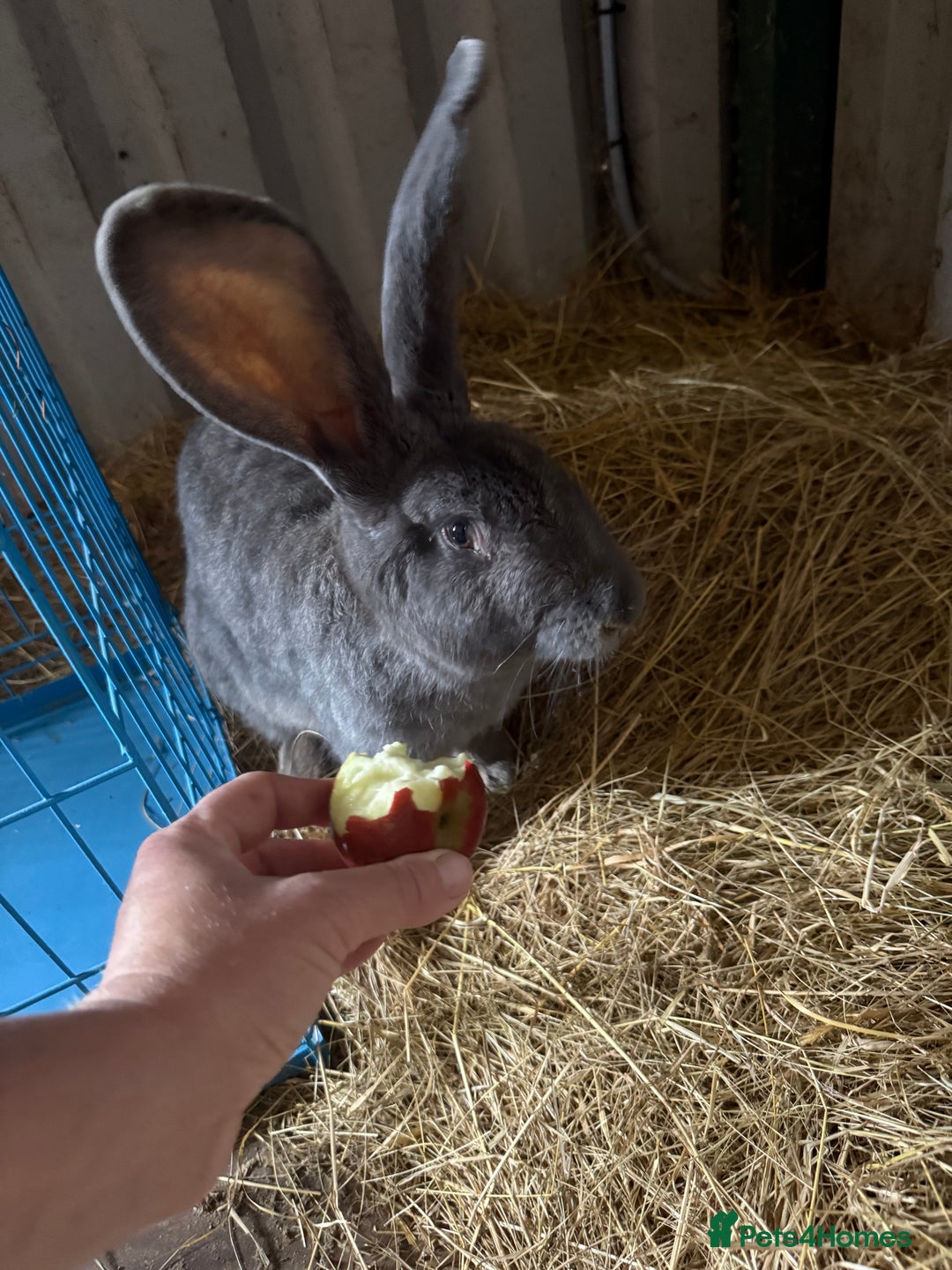 British Giant rabbits for sale: Giant rabbits  - Image 4