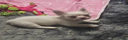 French Bulldog dogs for sale: Visual fluffy french bulldogs in Newcastle upon Tyne - Advert 10