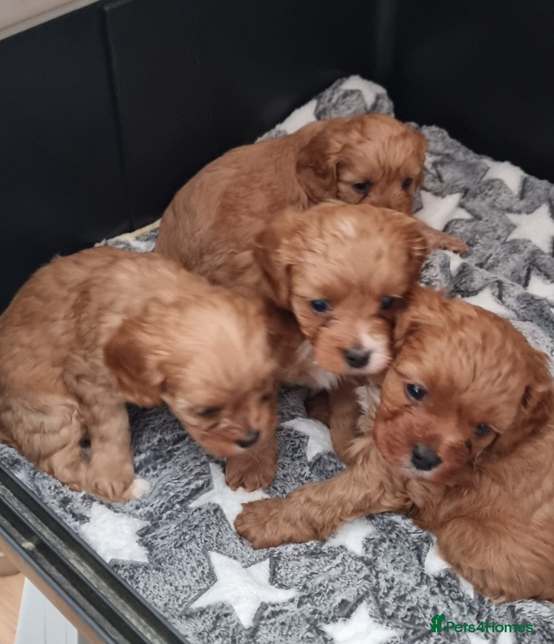 Cavapoo dogs Small f1 toy cavapoos  - Advert 14