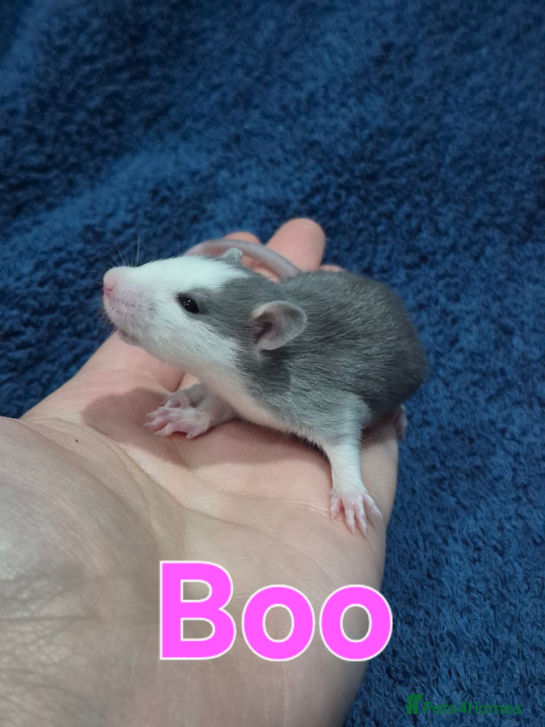 Rat rodents for sale: Healthy Tame Baby Rats - Advert 7