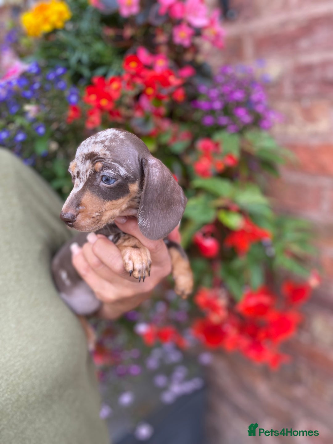 Miniature Dachshund dogs for sale: KC, PRAclear, licensed, health certificates  - Image 15