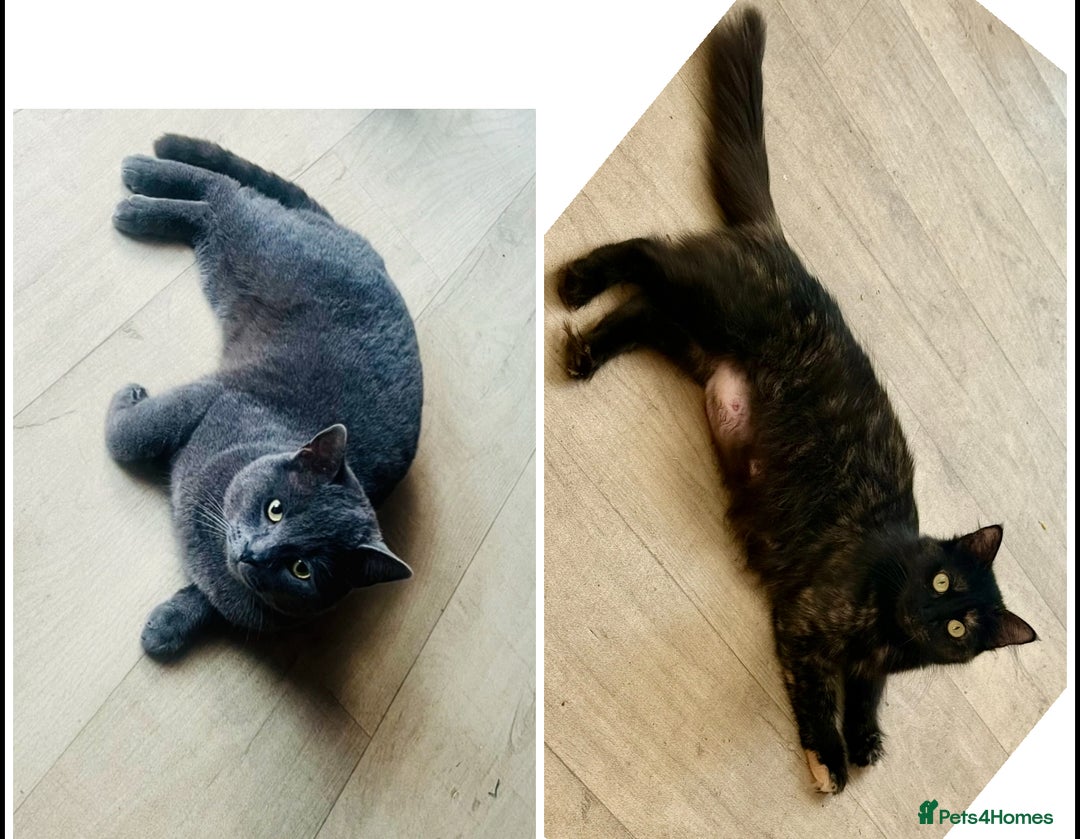 Mixed Breed cats for sale: Kittens  - Advert 2