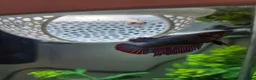 Bettas fish for sale: 5 Female Juvinile Bettas - Advert 3