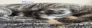 German Shepherd 1