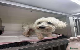 Bichon Frise dogs for adoption: OSCAR - an oldish but lovely boy for a Loving Home - Image 3
