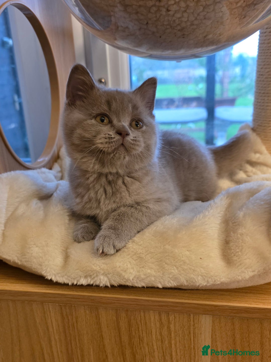 British Shorthair cats for sale: Lilac boy available GCCF and TICA registered  - Advert 2