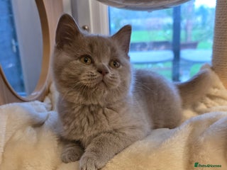 British Shorthair cats ONE lilac boy available GCCF registered - Advert 11