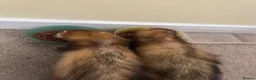 Ferret rodents for sale: Ricky and Enrique in Bournemouth - Advert 3