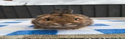 Netherland Dwarf rabbits for sale: Netherland dwarfs available  - Advert 4