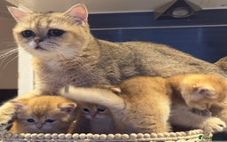 British Shorthair cats for sale: Pedigree Golden BSH Black tipped kitten  - Image 11