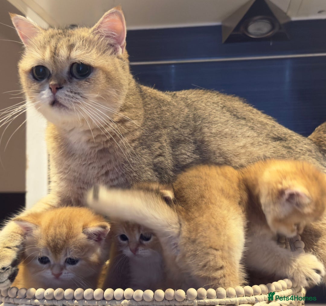 British Shorthair cats for sale: Pedigree Golden BSH Black tipped kitten  - Image 11