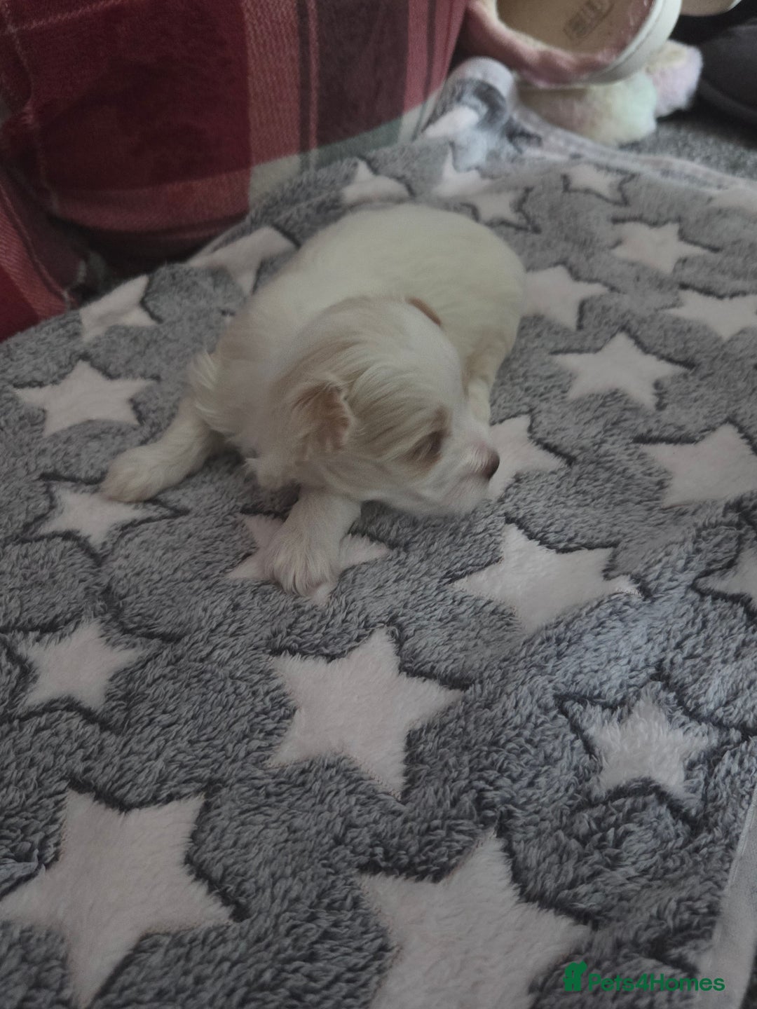 Maltese dogs for sale: 3 boys 1 girl x maltese puppies - Advert 37