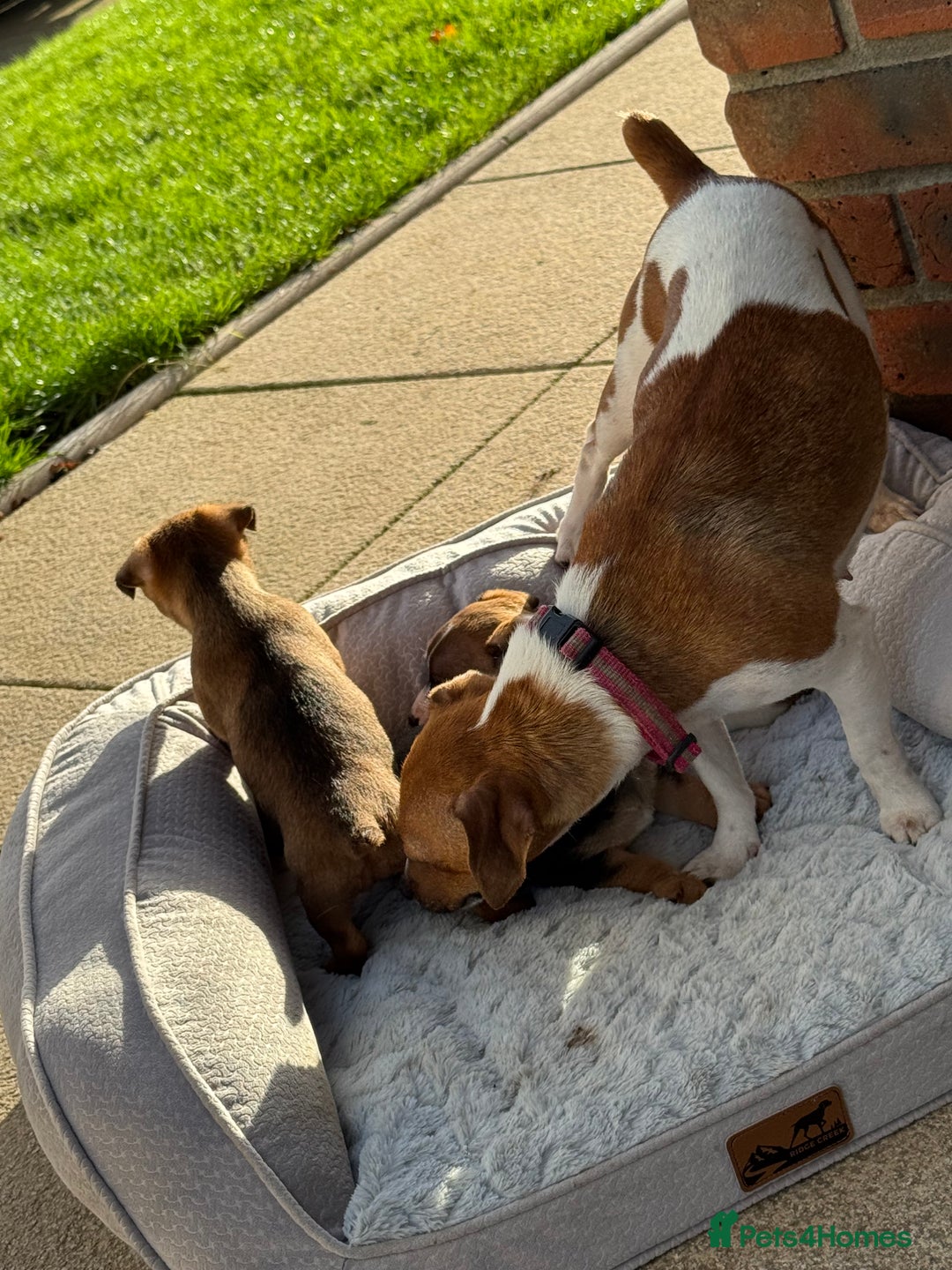 Jack Russell dogs for sale: Beautiful Jack Russell pups - Advert 4