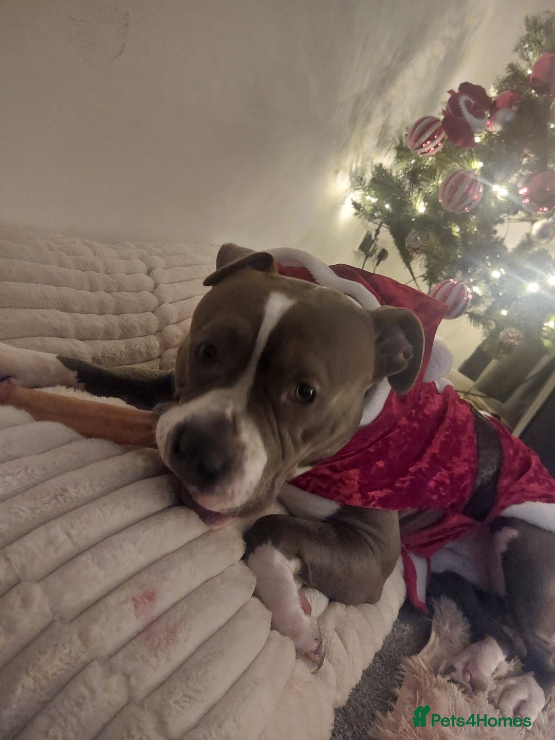 American Bull Staffy dogs for sale: American bull staffy  - Advert 3