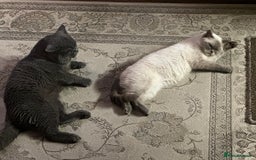 British Shorthair cats for sale: Colourpoint British Shorthair - Image 15