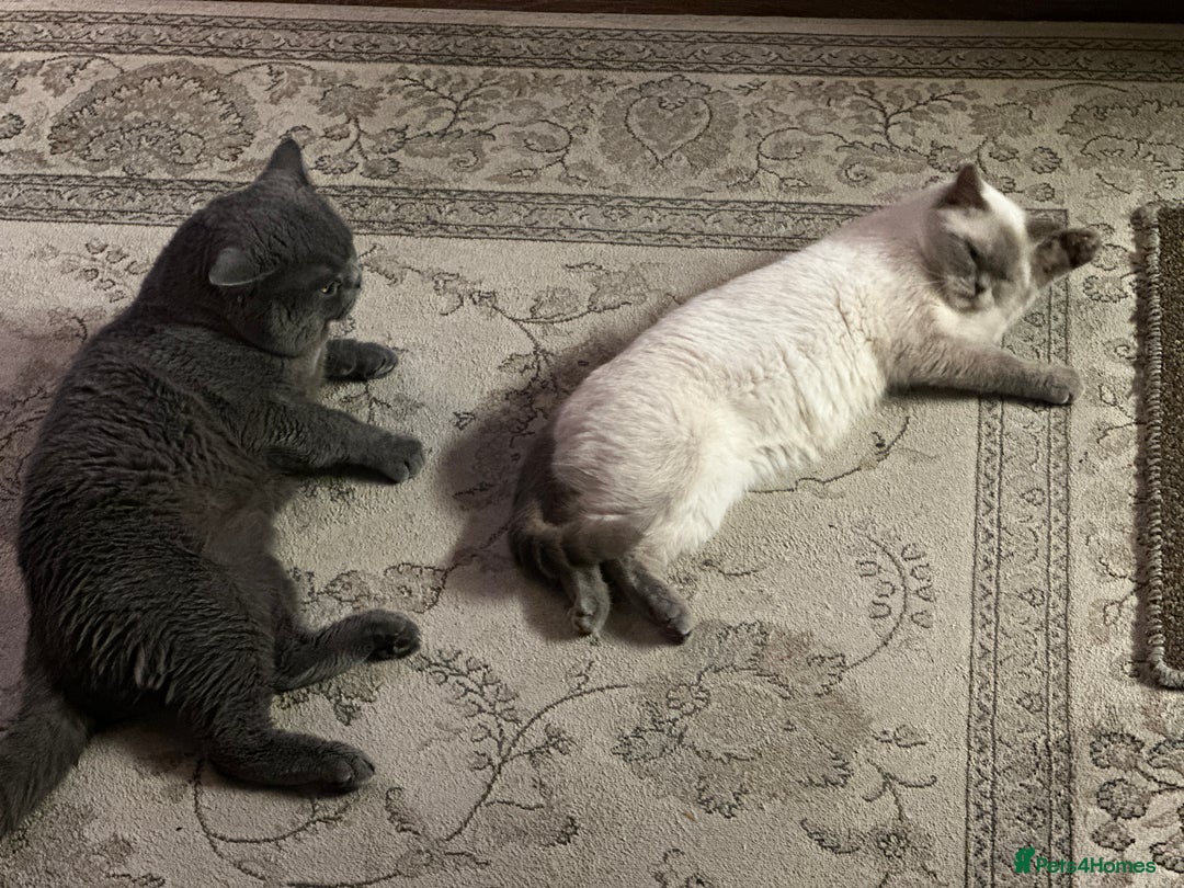 British Shorthair cats for sale: Colourpoint British Shorthair - Image 15