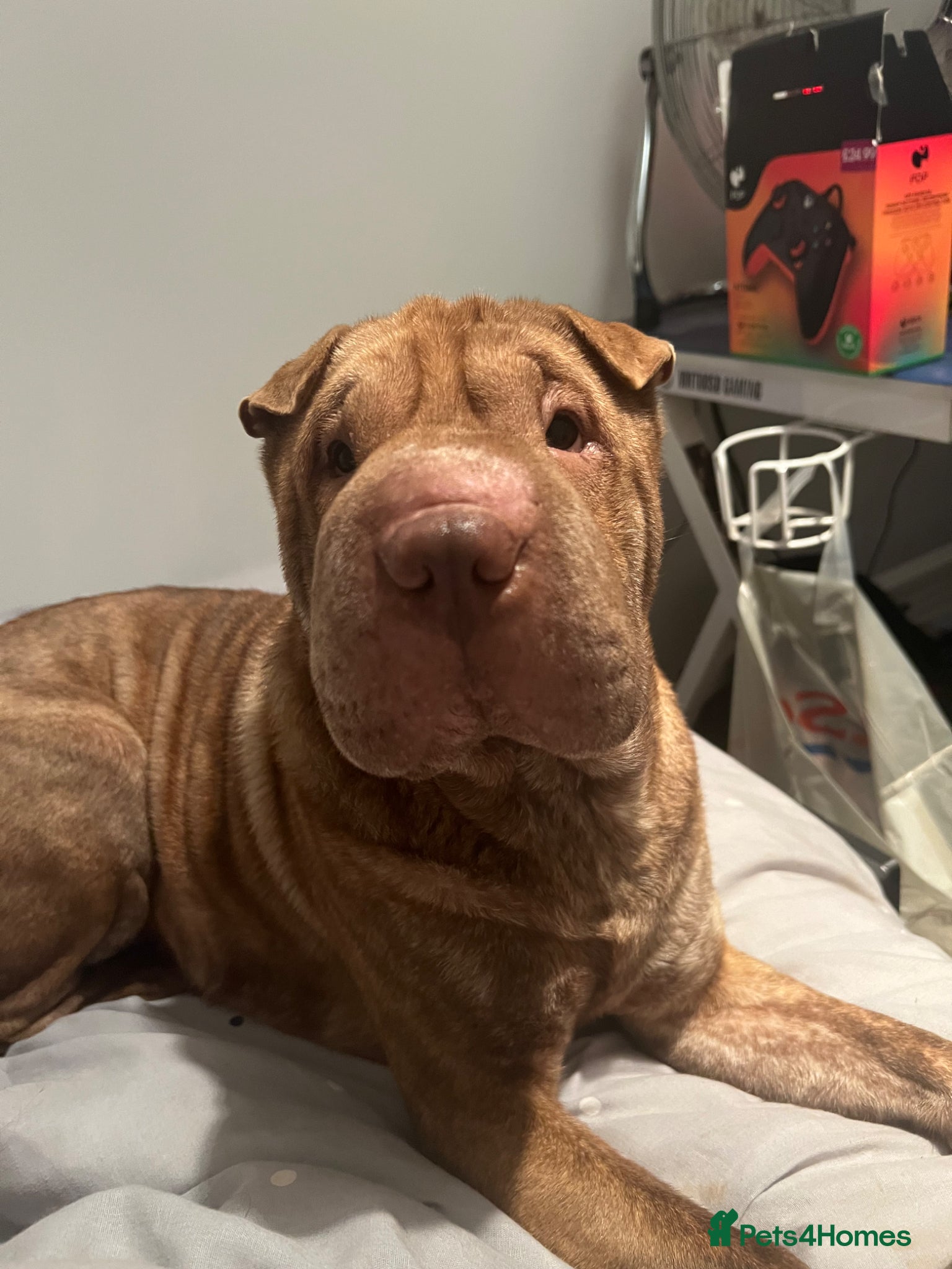 Shar Pei dogs Female for rehome  - Advert 1