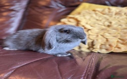 Rex rabbits for sale: Beautiful Rex x Lop Rabbits  - Image 3