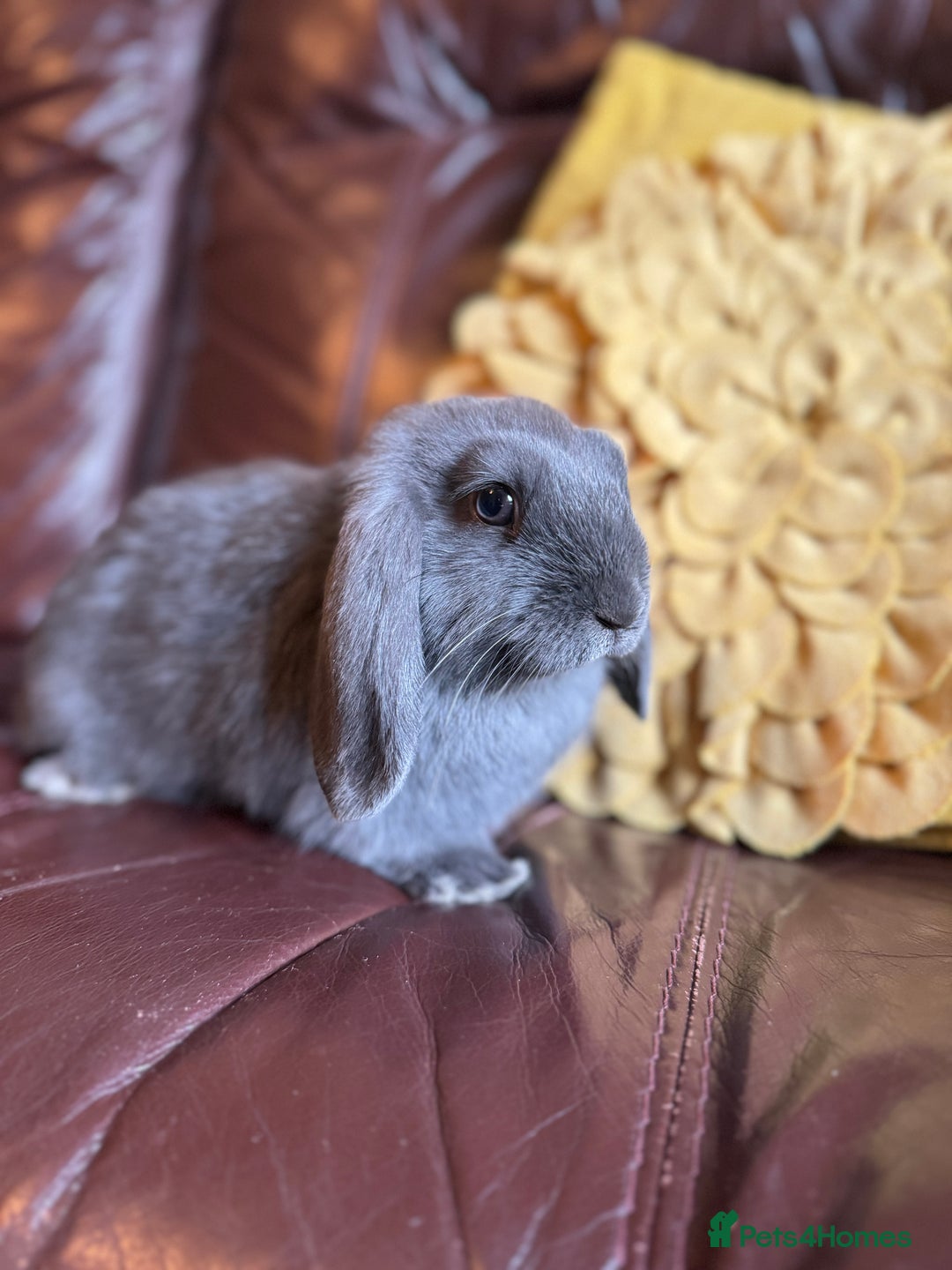 Rex rabbits for sale: Beautiful Rex x Lop Rabbits  - Image 3