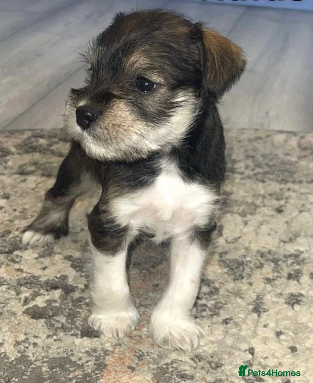 Miniature Schnauzer dogs for stud: KC Reg Choc/White Min Schnauzer MAC +BVA Clear in Coventry - Advert 32