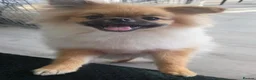 Pomeranian dogs for sale: Teddy beautiful pomeranian puppy - Advert 3