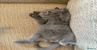 British Shorthair cats - Advert 6