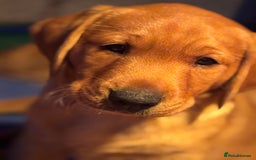 Labrador Retriever dogs for sale: Labrador Retriever Puppies - Image 6