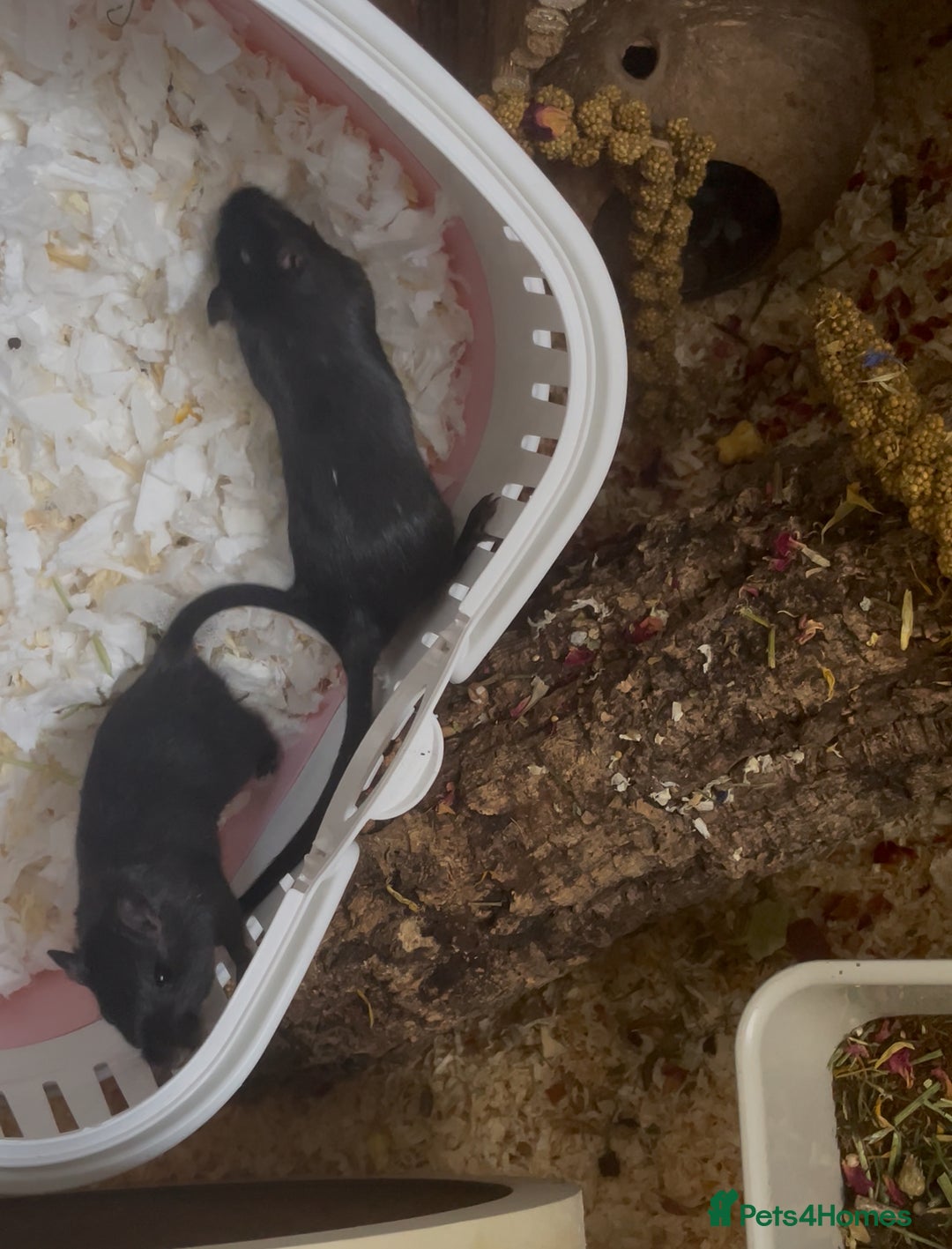 Gerbil rodents for sale:  2 Female gerbils for rehoming  - Image 1