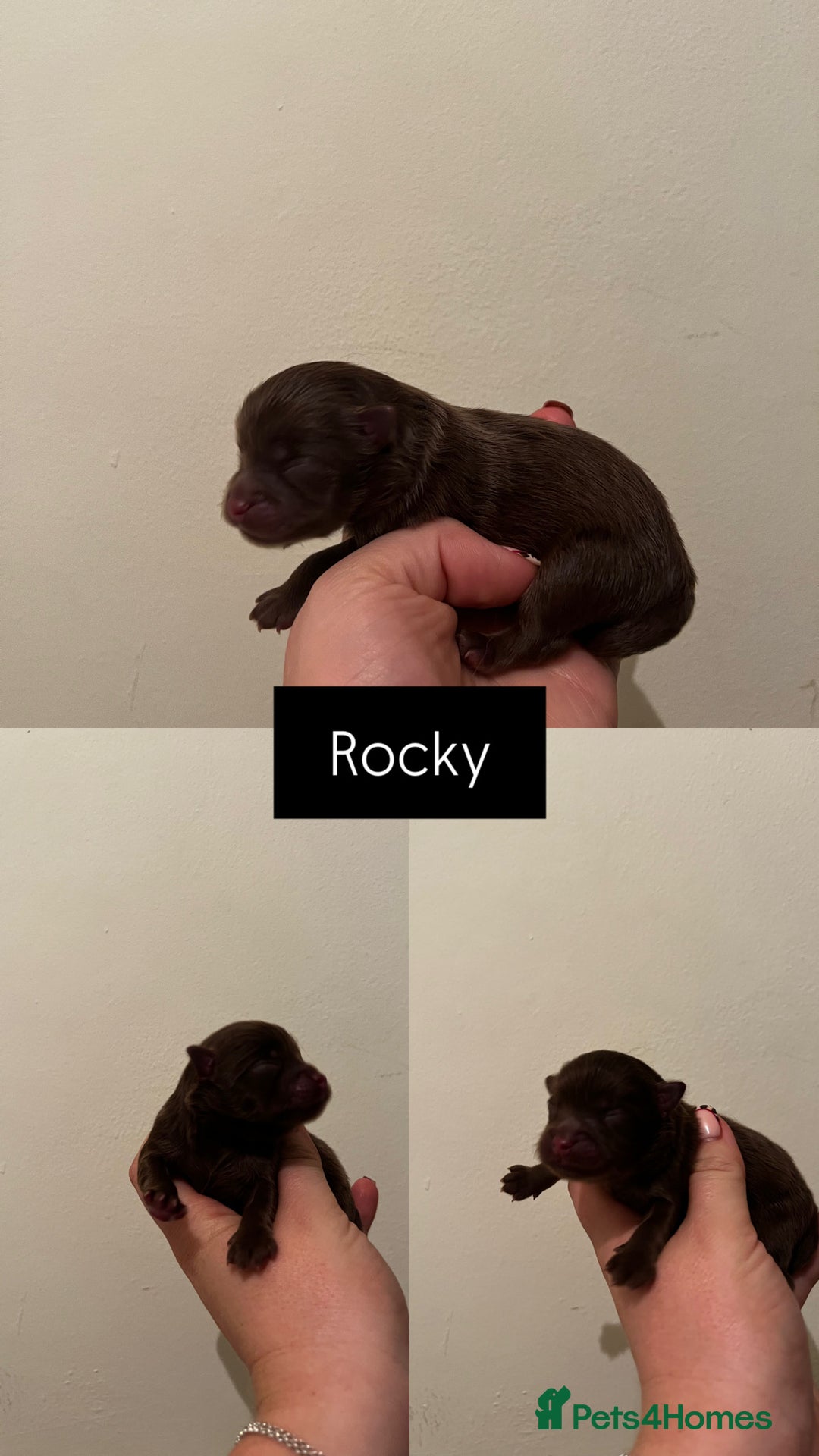 Pomeranian dogs for sale: Fluffy Pomeranian puppy’s MERLE & CHOCOLATE - Advert 18