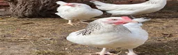 Chickens poultry for sale: Light Sussex Hens  - Advert 4