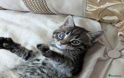 Bengal cats for sale: Purebred Spotted Bengal Kittens Brown Charcoal - Image 29