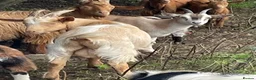 Goats livestock for sale: Male goats - Advert 6