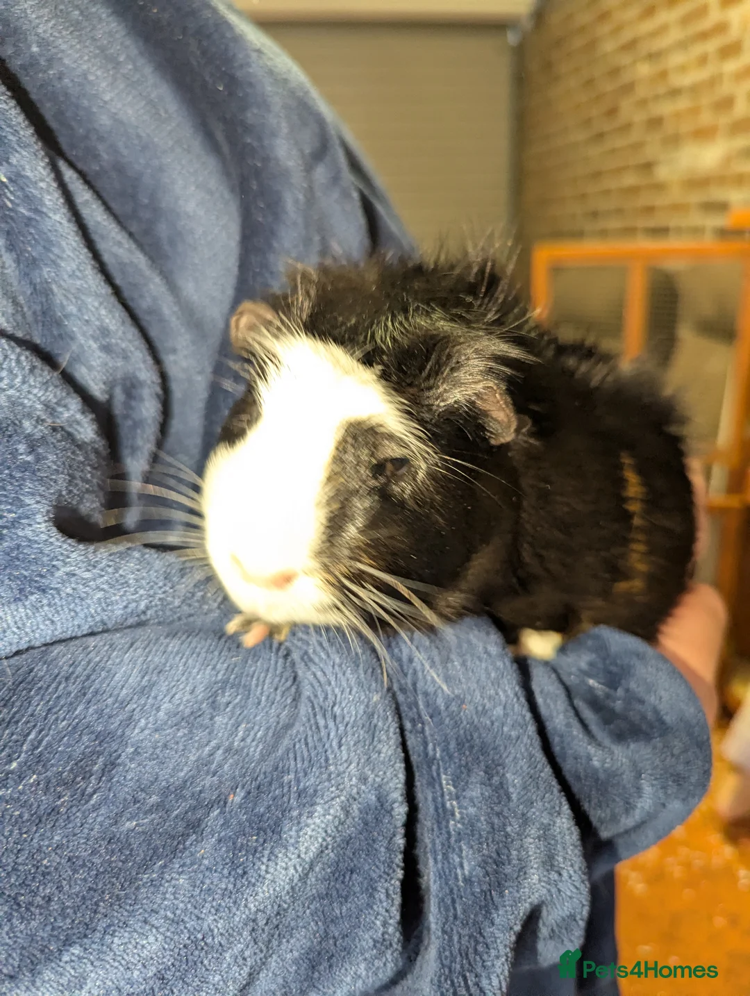 Guinea Pig rodents for sale: Two Male Guinea pigs and cage for sale in Plymouth - Advert 2